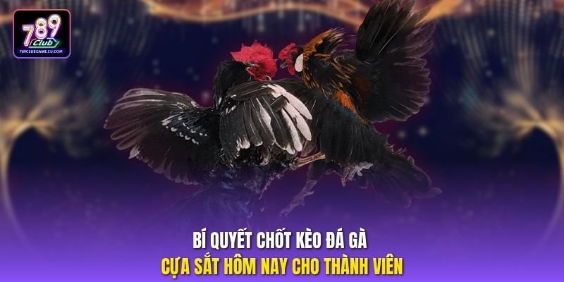 Bí quyết chốt kèo đá gà cựa sắt hôm nay cho thành viên