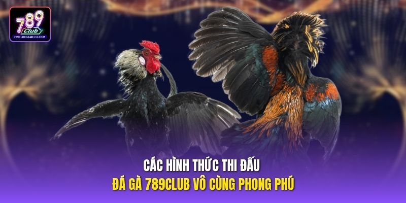 Các hình thức thi đấu đá gà 789Club vô cùng phong phú