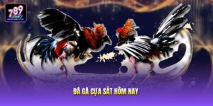 Đá Gà Cựa Sắt Hôm Nay - Theo Dõi Trực Tiếp Tại 789club