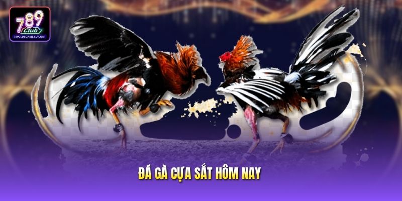 Đá Gà Cựa Sắt Hôm Nay - Theo Dõi Trực Tiếp Tại 789club