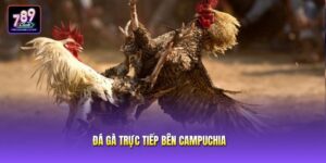 Đá Gà Trực Tiếp Bên Campuchia - Sân Chơi Đầy Kịch Tính