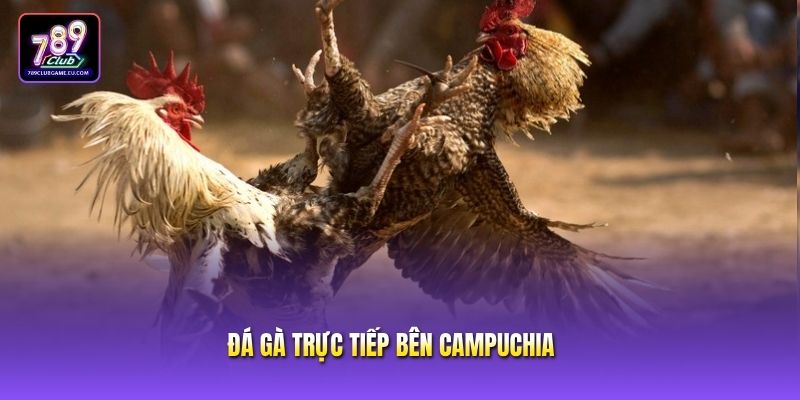 Đá Gà Trực Tiếp Bên Campuchia - Sân Chơi Đầy Kịch Tính
