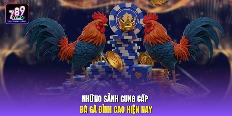 Những sảnh cung cấp đá gà đỉnh cao hiện nay